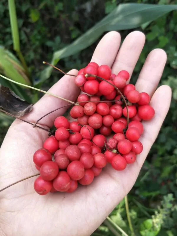 北五味子 Schisandra chinensis