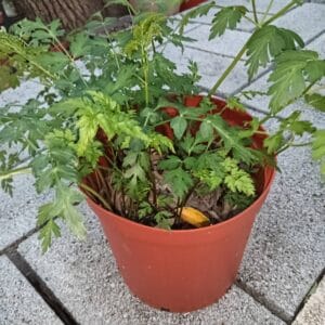川芎 Ligusticum chuanxiong Hort 道地中藥用植物⋯台灣育苗（赤壺堂養生本草園）
